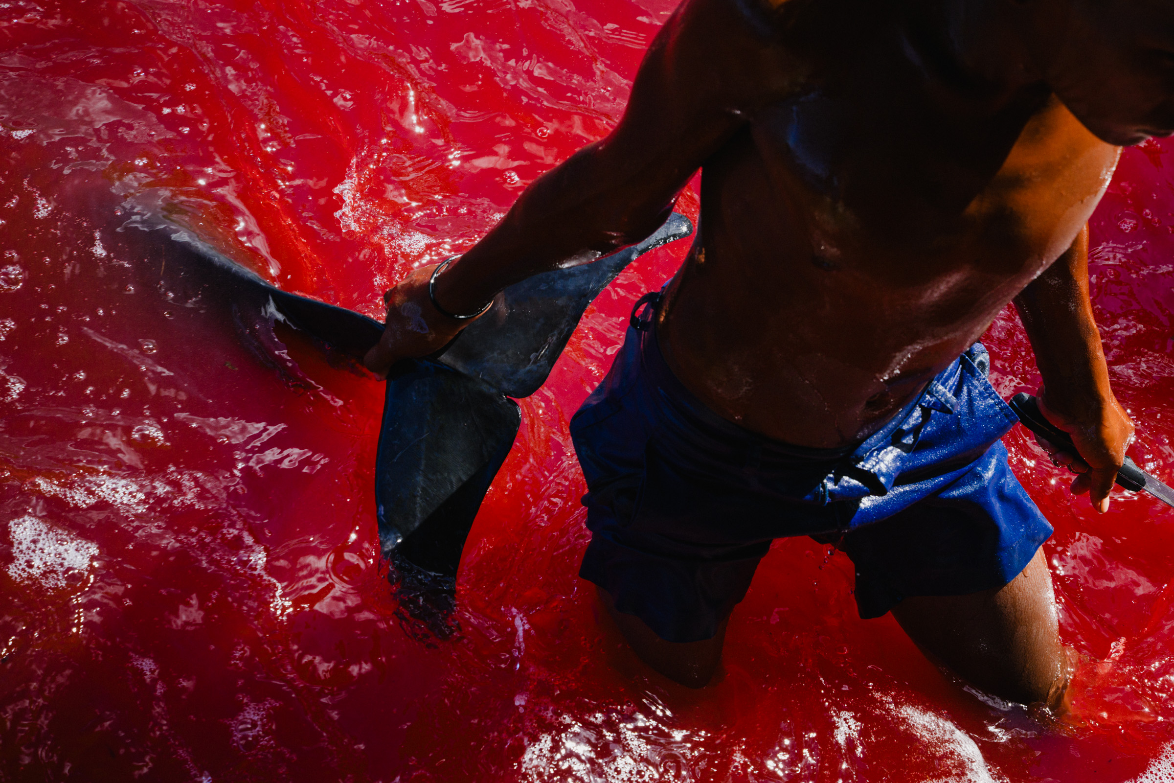 Dolphin drive hunter, Solomon Islands — photojournalism by Matthew Abbott