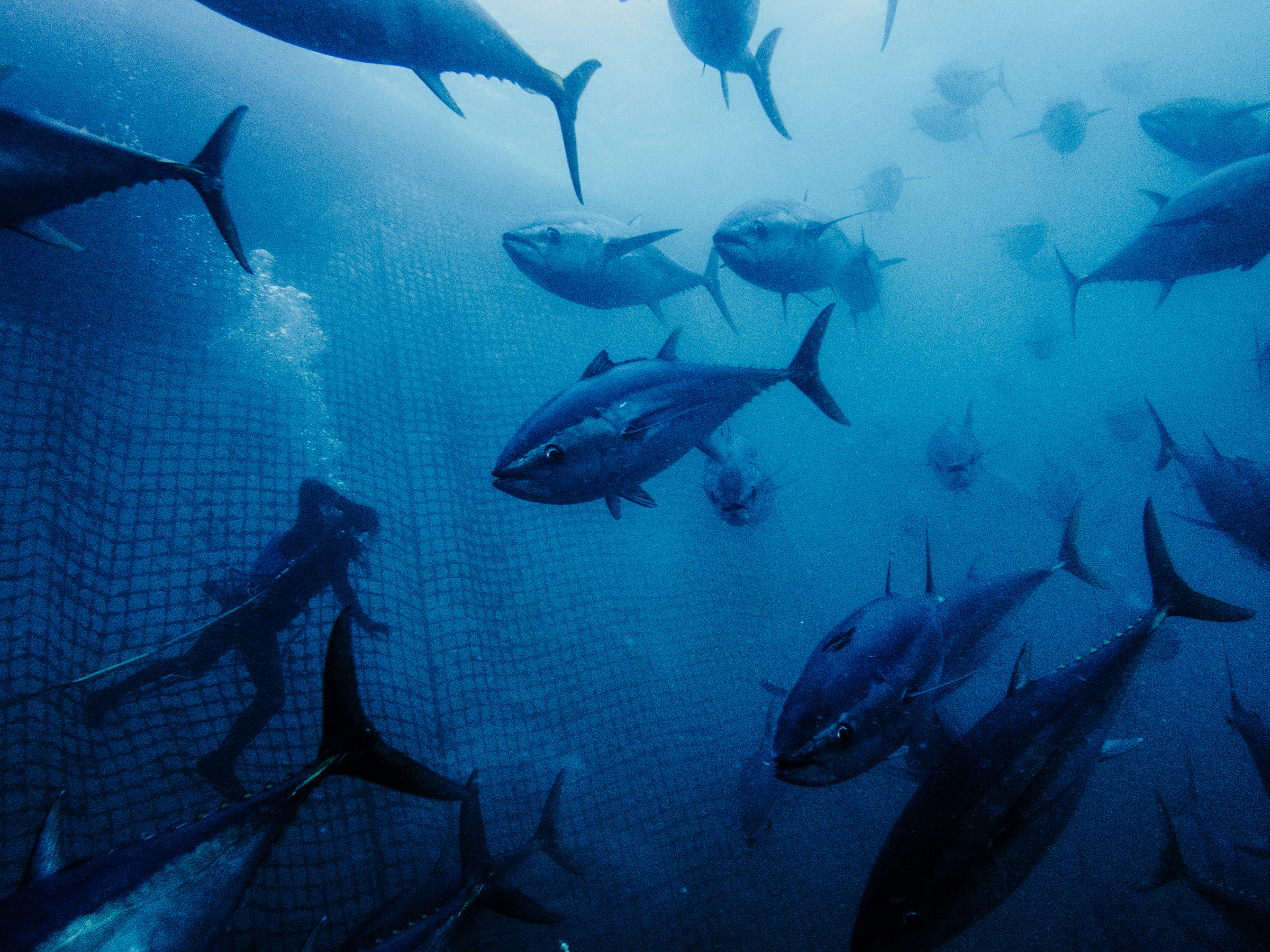 Southern bluefin tuna circling a sea pen off Port Lincoln, South Australia — documentary photography by Matthew Abbott