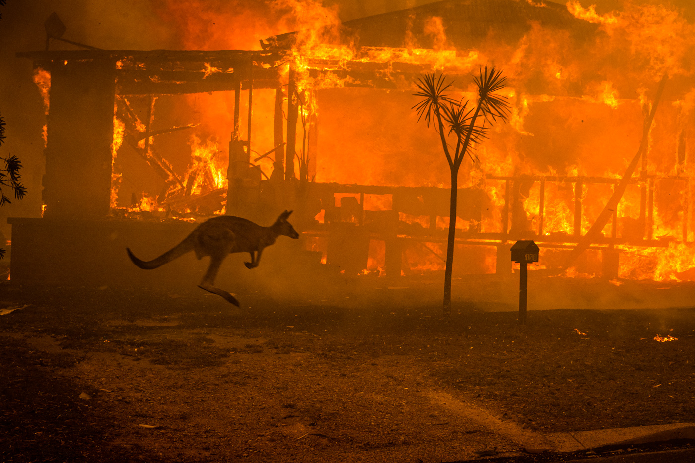 Kangaroo running stop-motion — Matthew Abbott, World Press Photo Award