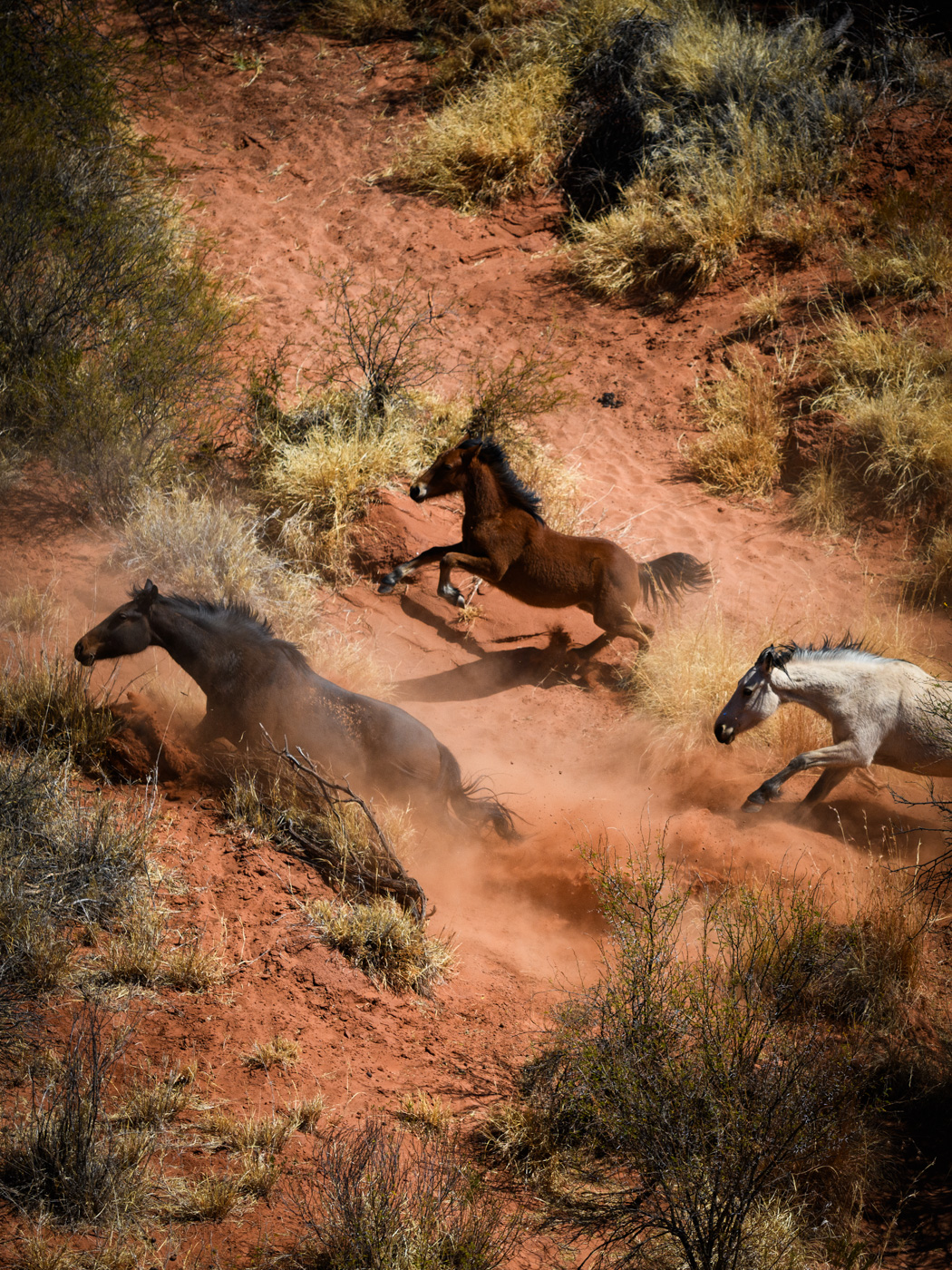 Earthy Animals — Matthew Abbott wildlife photography Australia