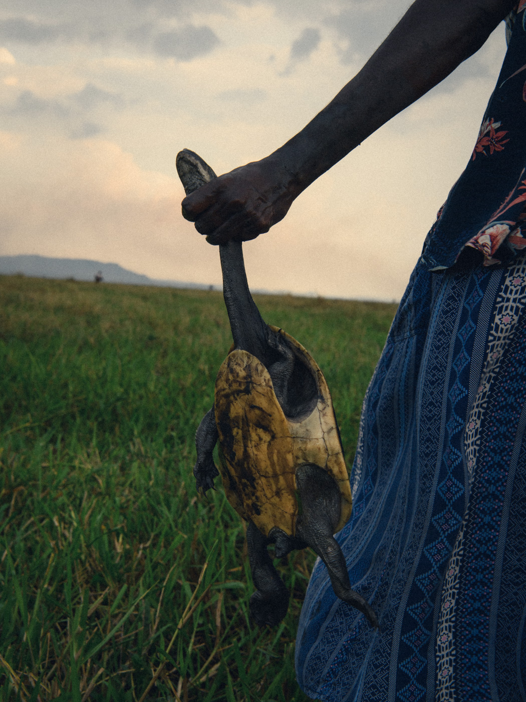 Earthy Animals — Matthew Abbott wildlife photography Australia