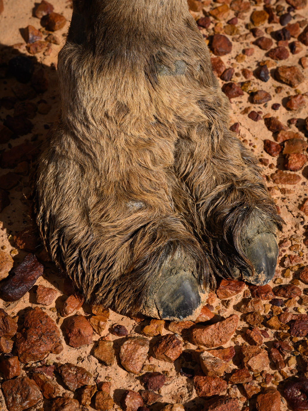 Earthy Animals — Matthew Abbott wildlife photography Australia