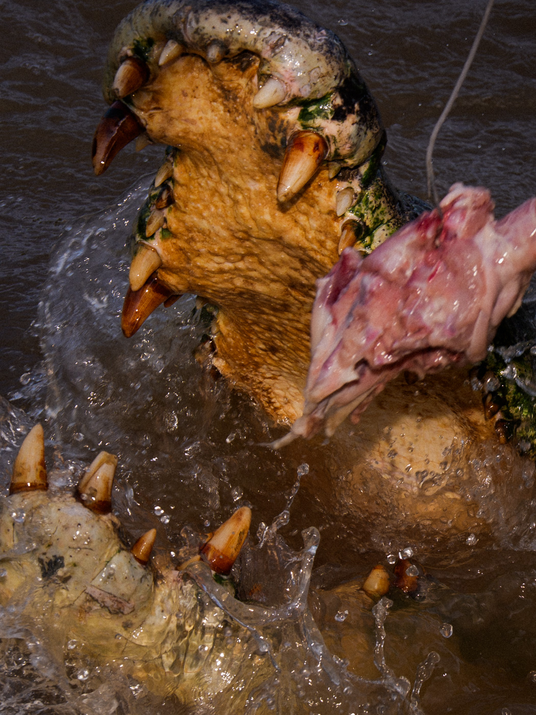 Earthy Animals — Matthew Abbott wildlife photography Australia