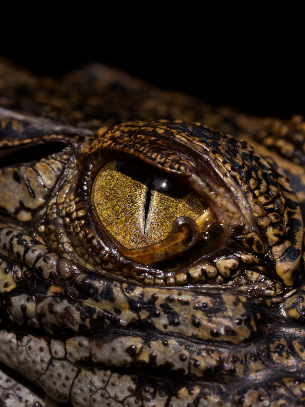 Earthy Animals — Matthew Abbott wildlife photography Australia