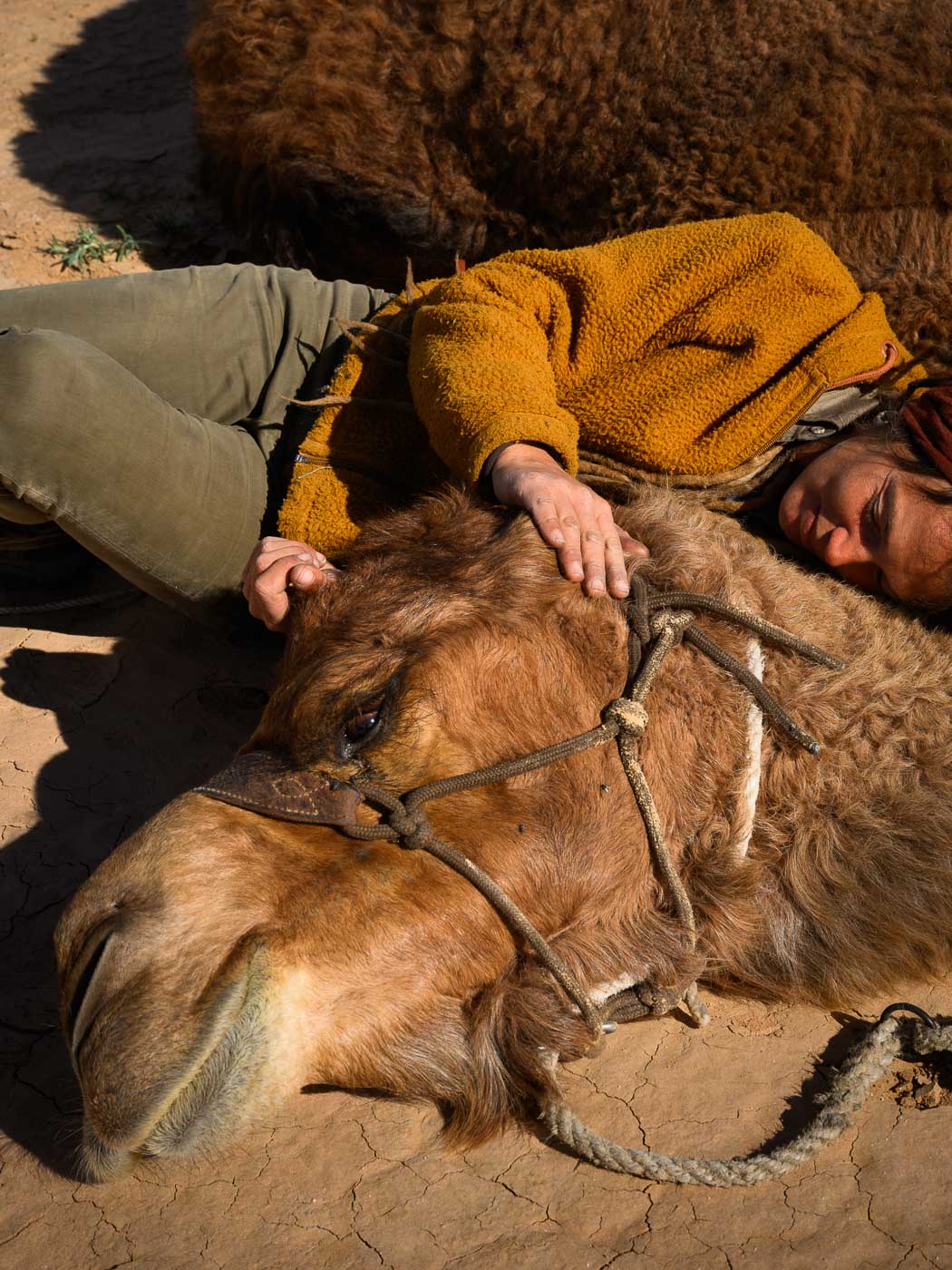 Earthy Animals — Matthew Abbott wildlife photography Australia