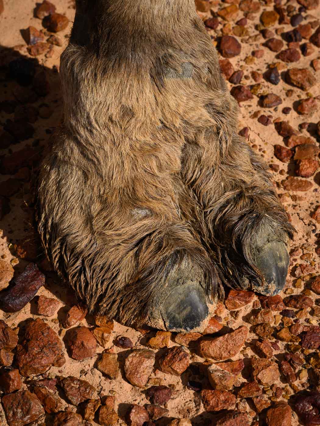Earthy Animals — Matthew Abbott wildlife photography Australia