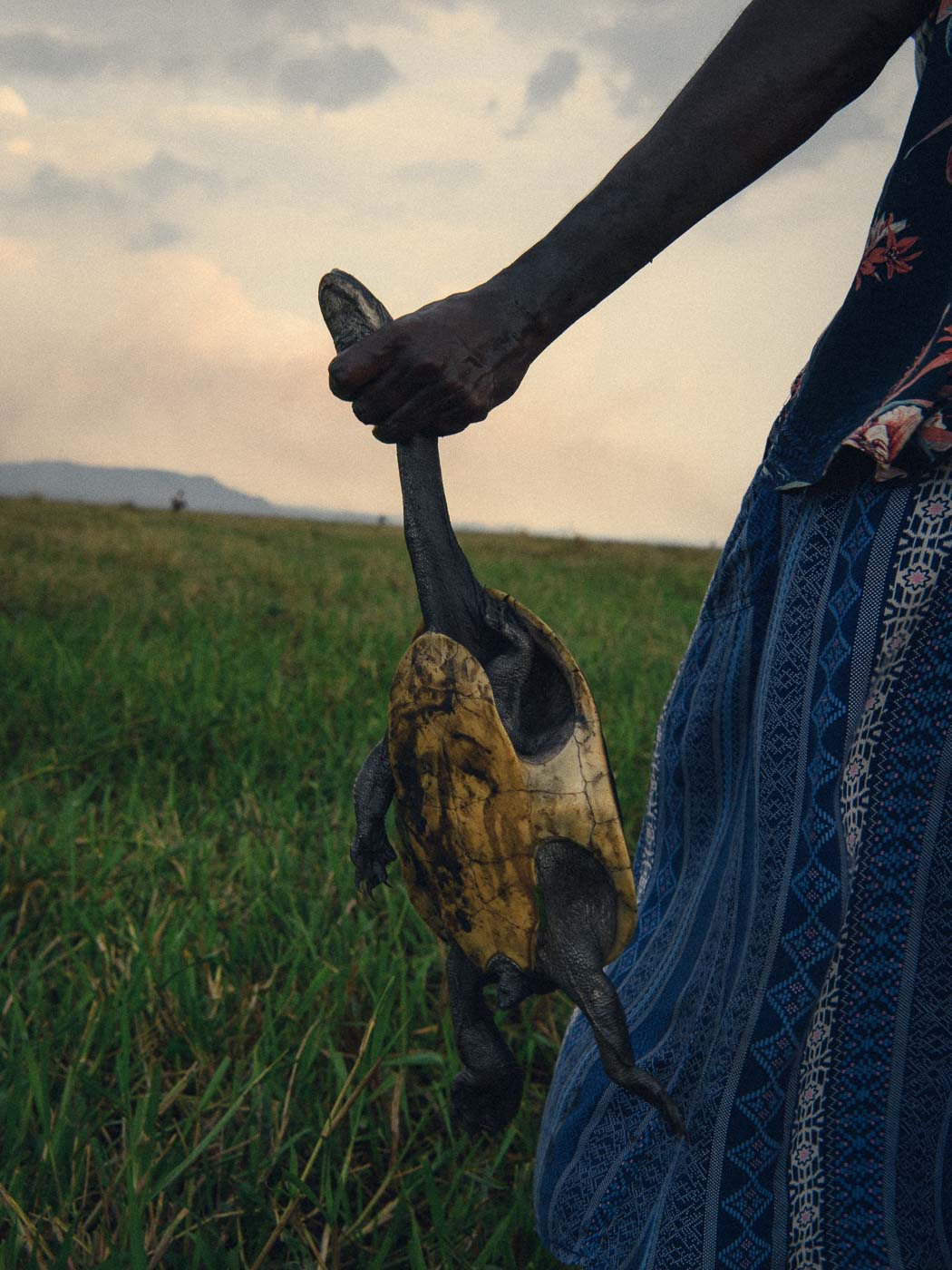 Earthy Animals — Matthew Abbott wildlife photography Australia