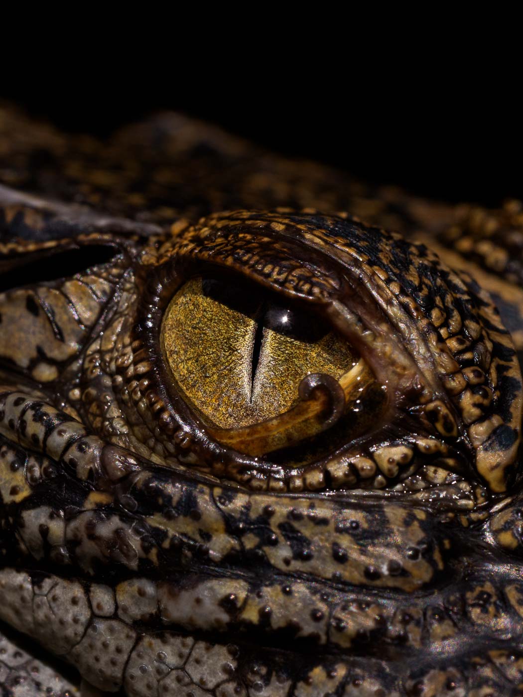 Earthy Animals — Matthew Abbott wildlife photography Australia
