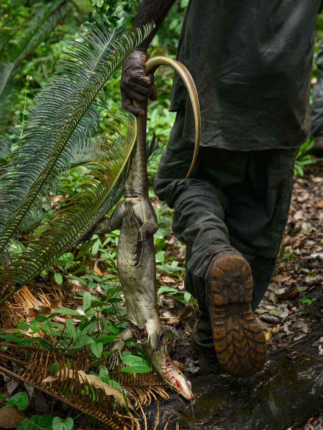 Earthy Animals — Matthew Abbott wildlife photography Australia