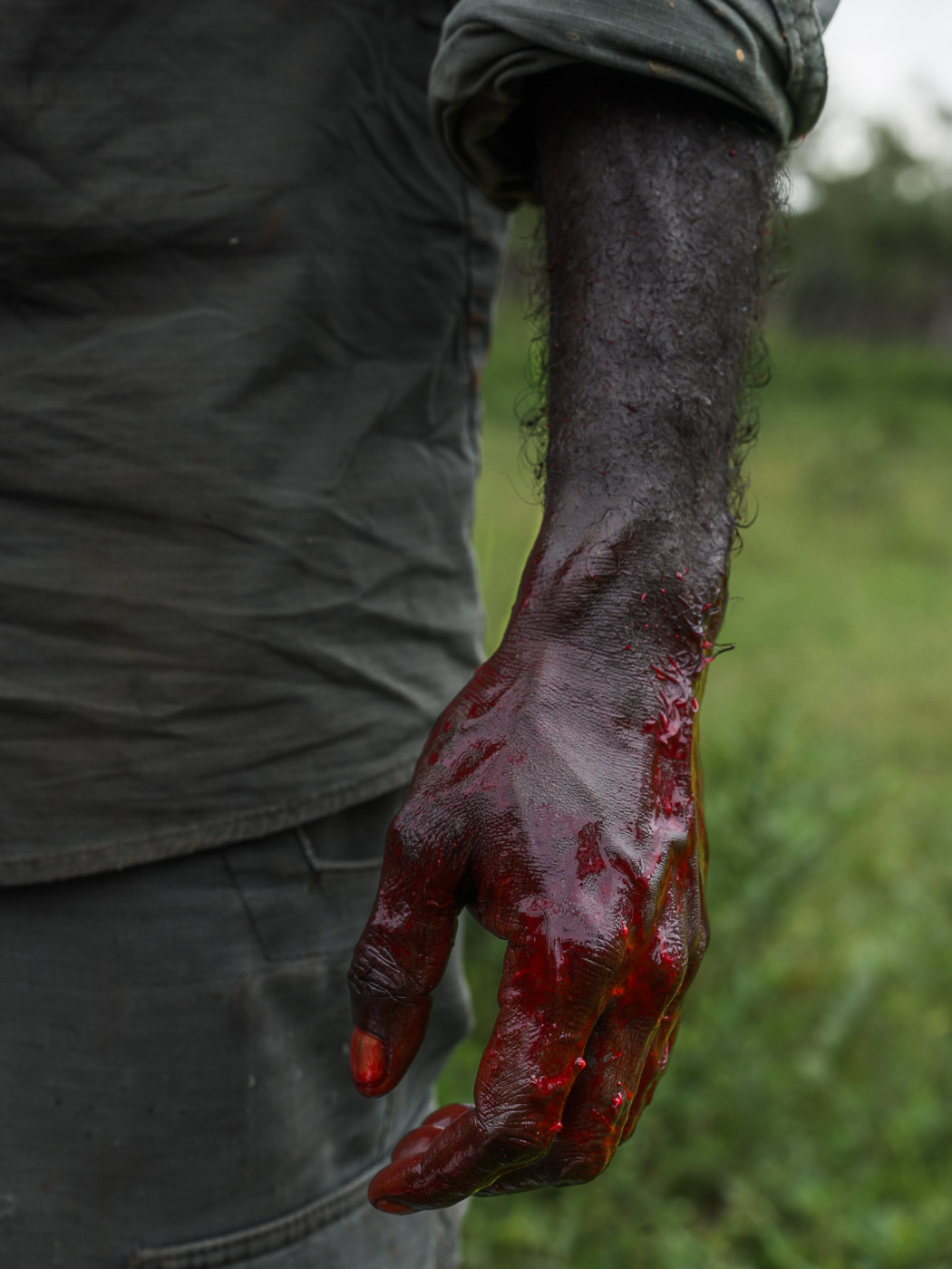 Earthy Animals — Matthew Abbott wildlife photography Australia