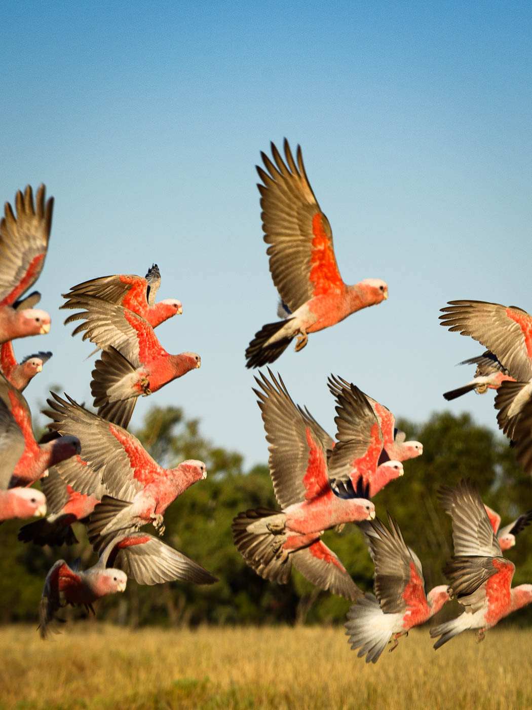 Earthy Animals — Matthew Abbott wildlife photography Australia