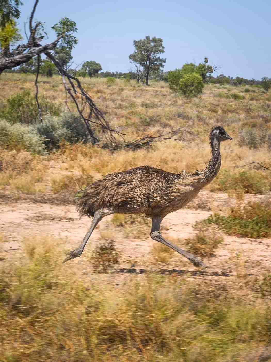 Earthy Animals — Matthew Abbott wildlife photography Australia