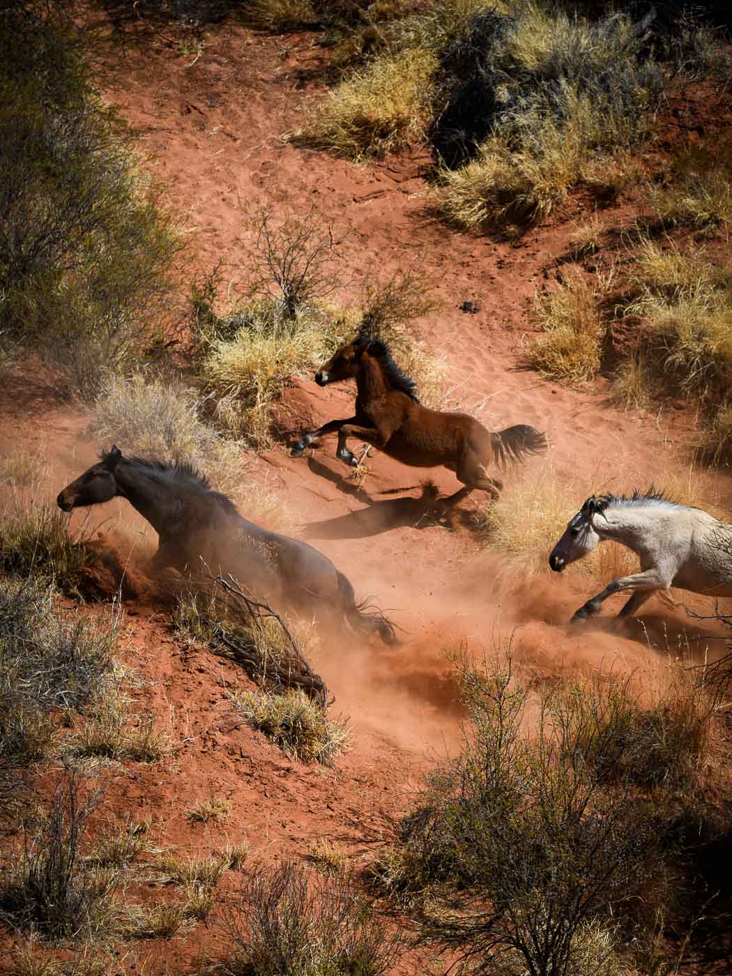 Earthy Animals — Matthew Abbott wildlife photography Australia
