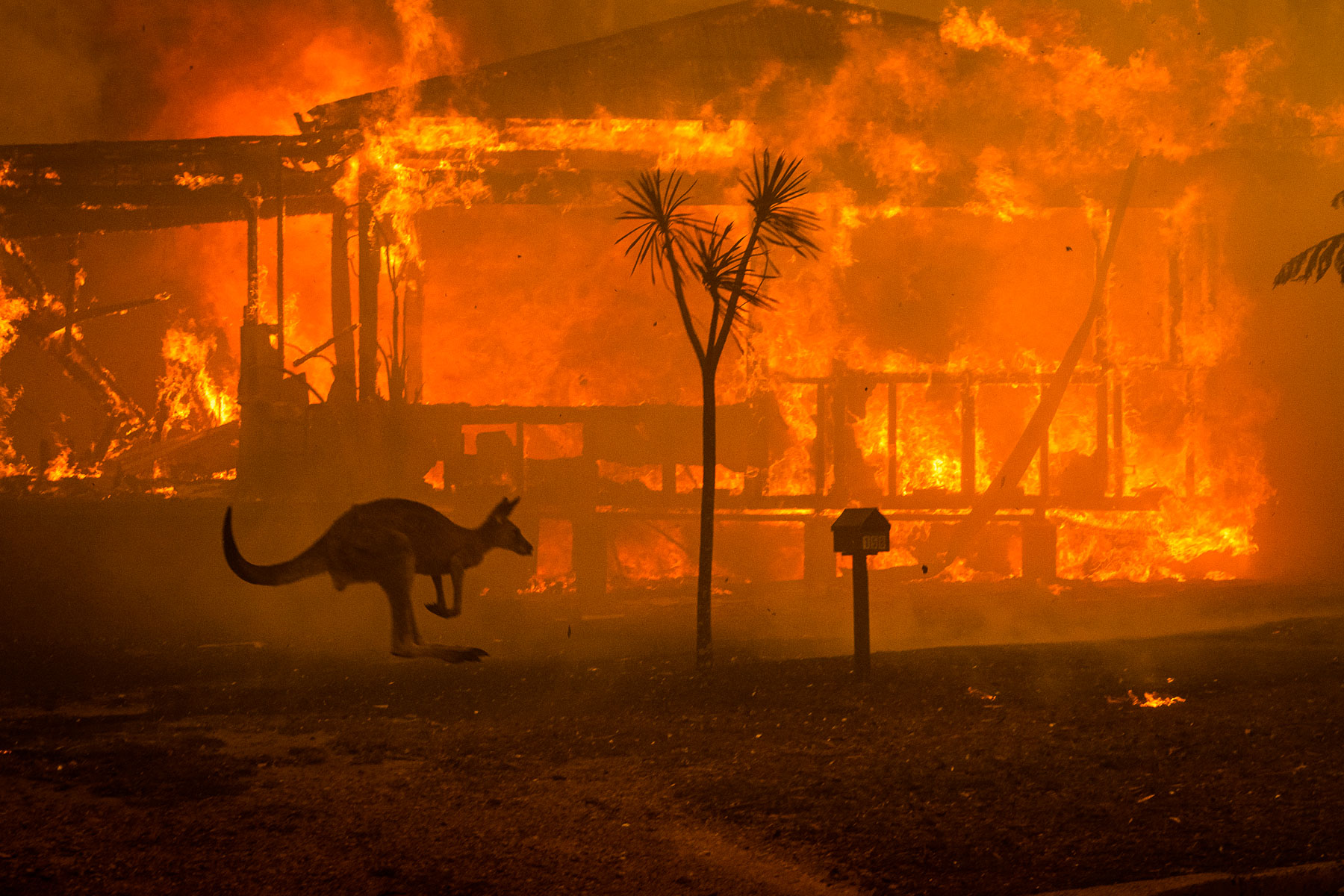 World Press Photo Award winner — Matthew Abbott kangaroo photograph
